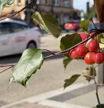 Beautiful Flowers Brighten Blueschool Street